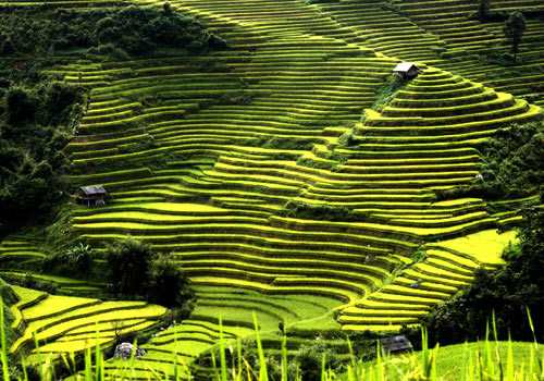 ruộng bậc thang